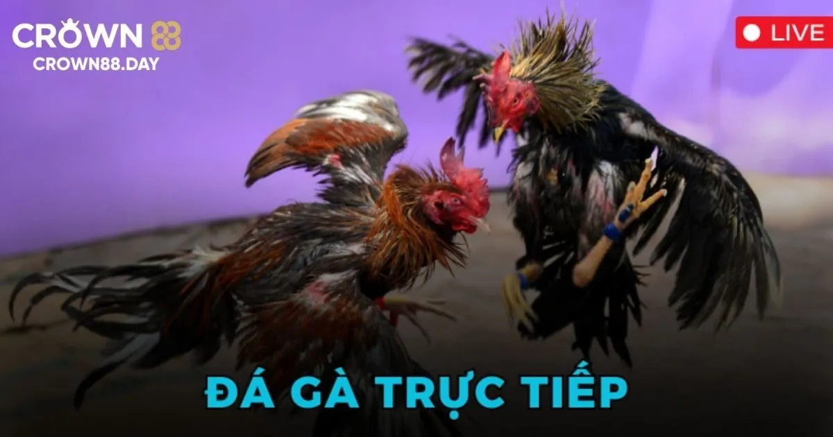 Đá gà trực tiếp